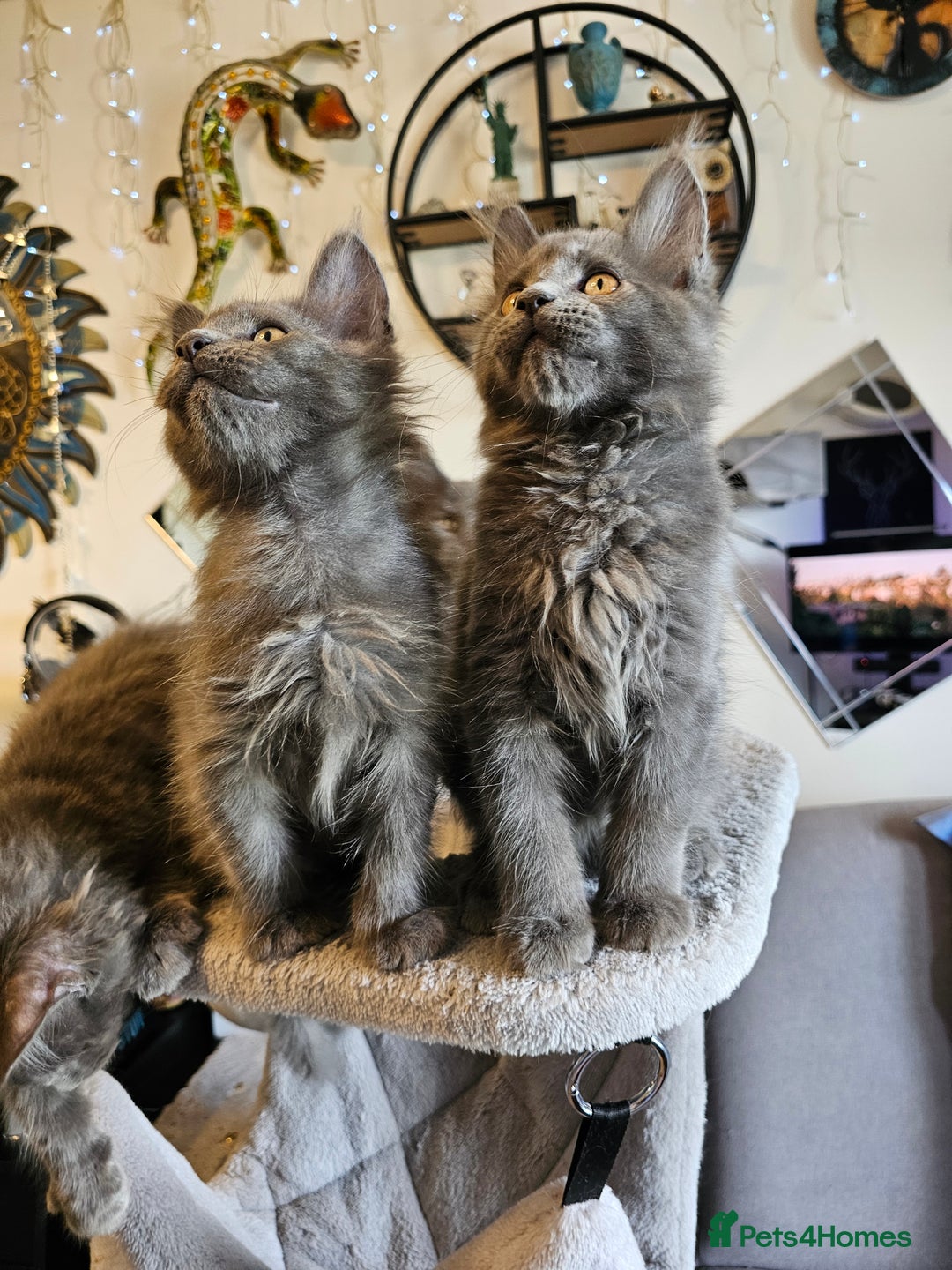 Maine Coon cats for sale: 🔥*Stunning Litter of 8💎Solid Blue Maine Coon*🔥  - Image 9