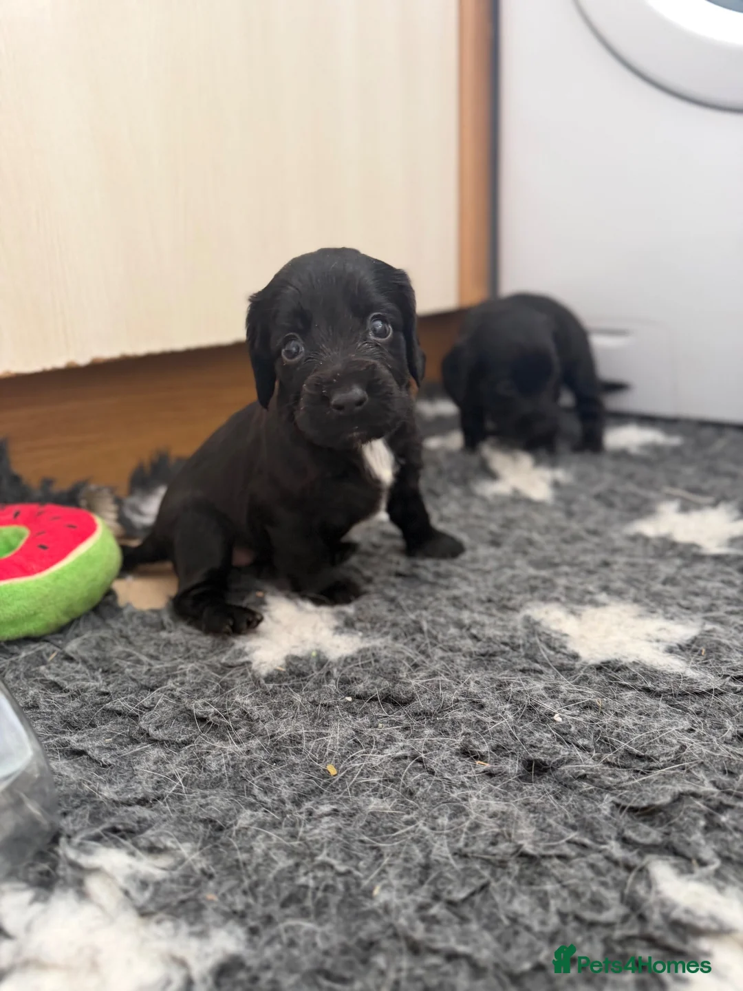 Cocker Spaniel dogs for sale: KC registers cocker Puppys  - Advert 2
