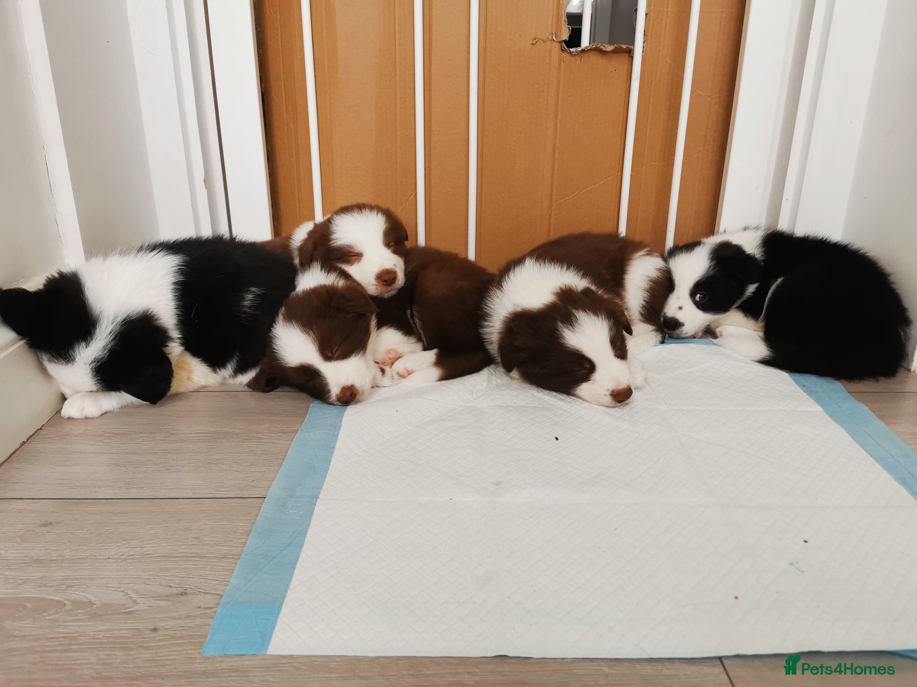 Border Collie dogs Stunning border collie babies - Advert 10