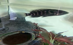 Cichlids fish for sale: South American cichlids all must go! - Image 6