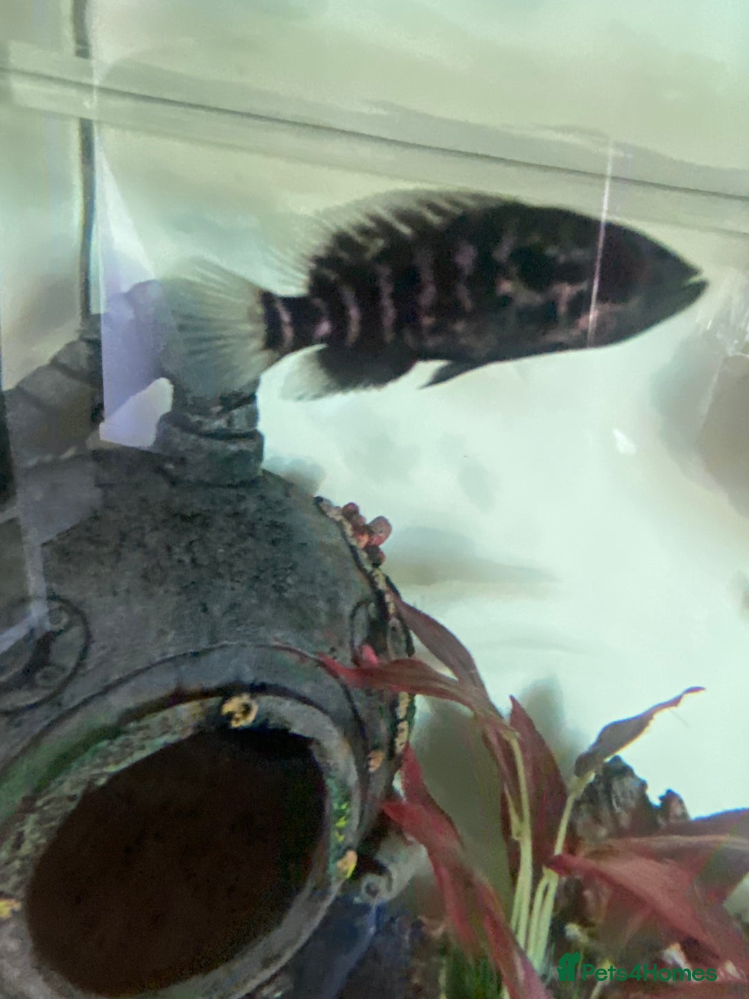 Cichlids fish for sale: South American cichlids all must go! - Image 6
