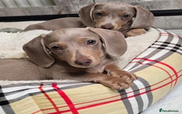 Miniature Dachshund dogs for sale: miniature dachshund - Image 5