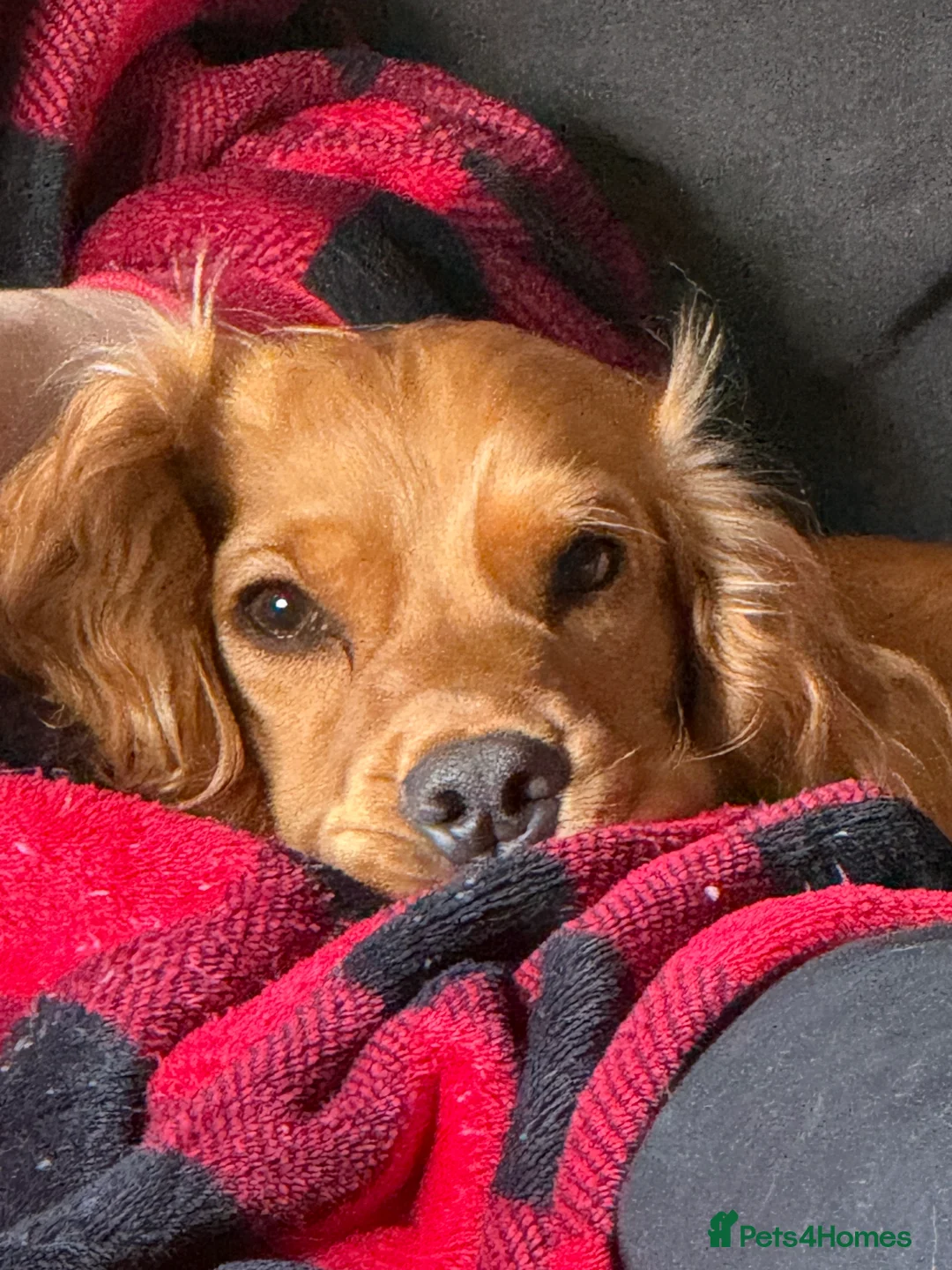 Cocker Spaniel dogs for sale: 12 month cocker spaniel  in Witney - Advert 2