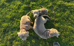Labrador Retriever dogs for sale: Remaining 3 puppies (13 wks) - Image 2
