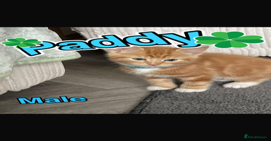 Mixed Breed cats - Advert 2