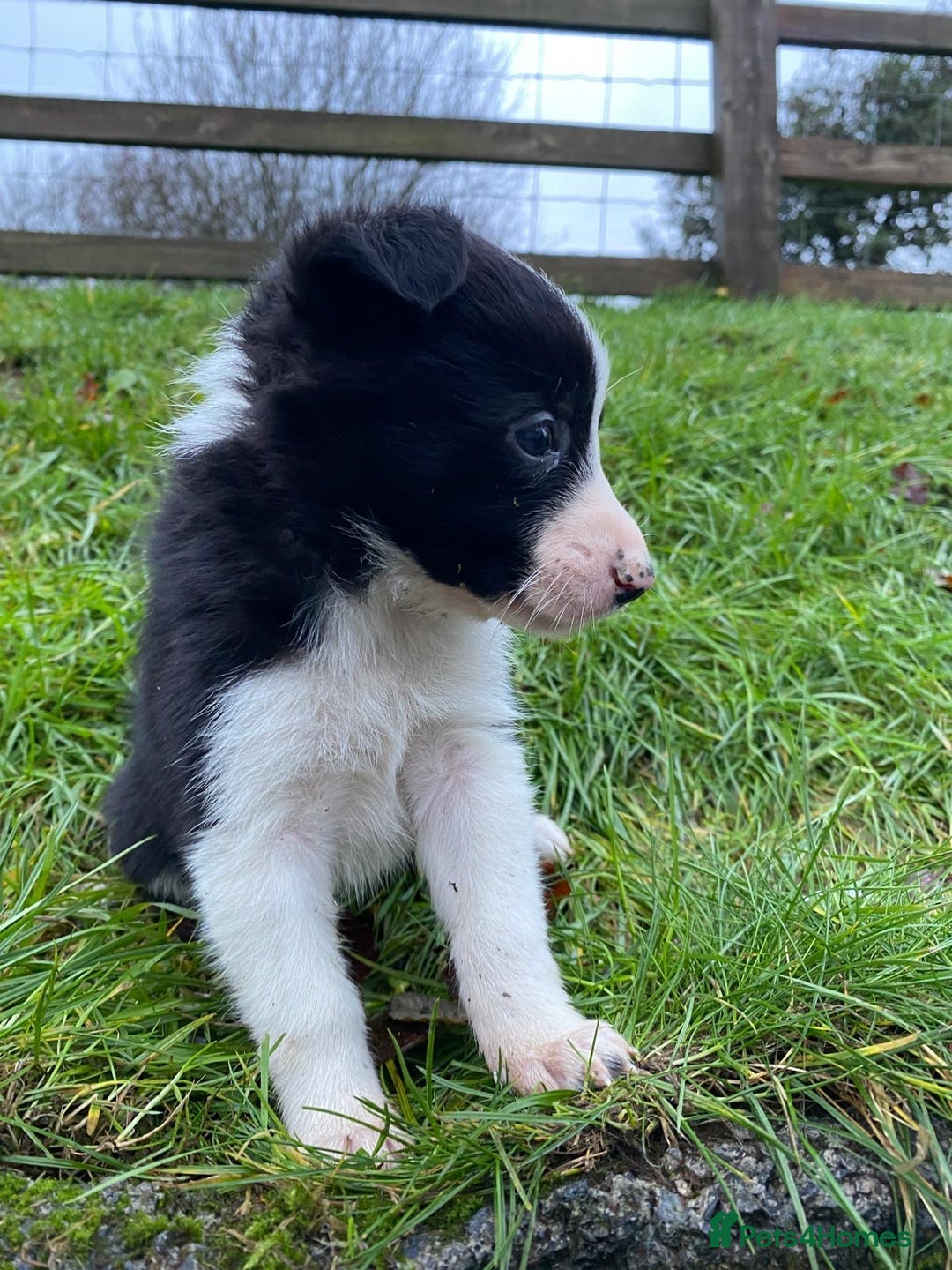 Border Collie dogs for sale: Border Collie Pups  - Advert 10