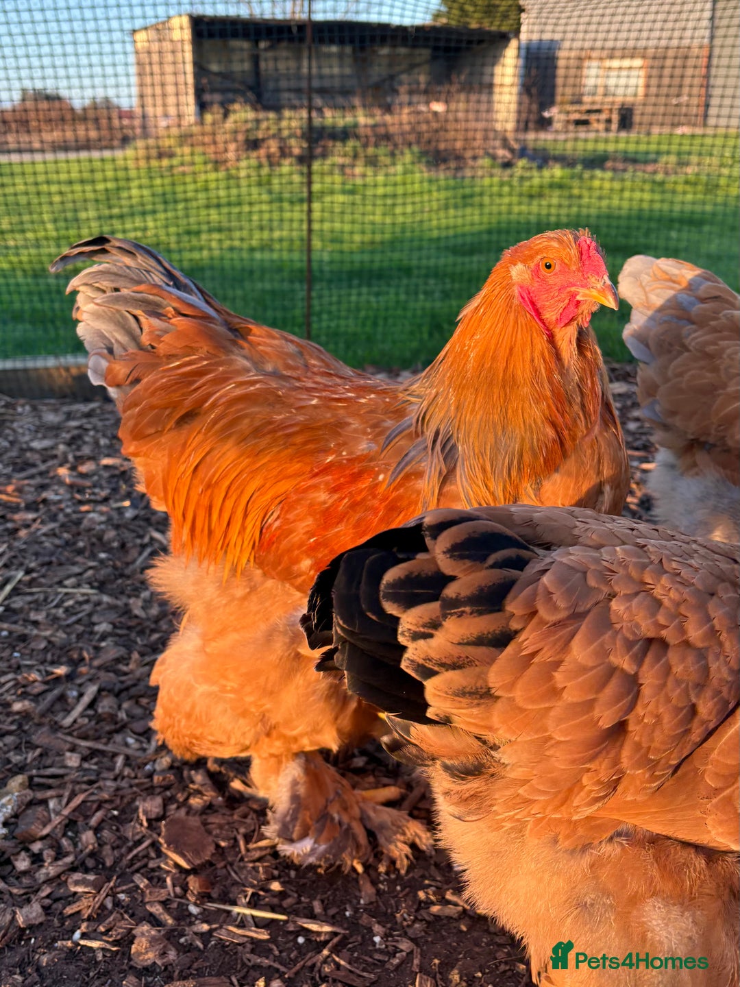 Chickens poultry for sale: Brahma Large Fowl Cockerel & Pullets - Advert 2
