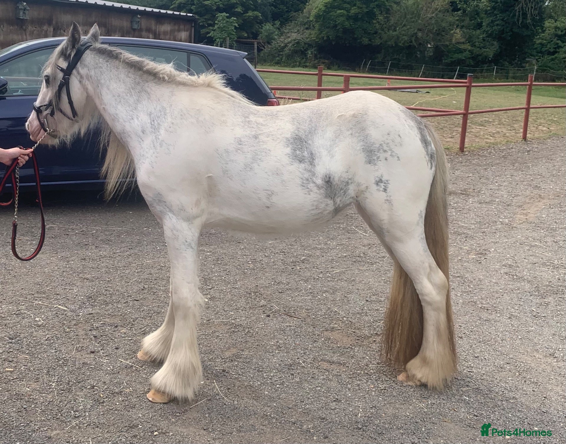 Irish Cob horses Blue and white Blagdon Filly - Advert 2