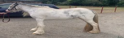 Irish Cob horses for sale: Blue and white Blagdon Filly - Advert 1