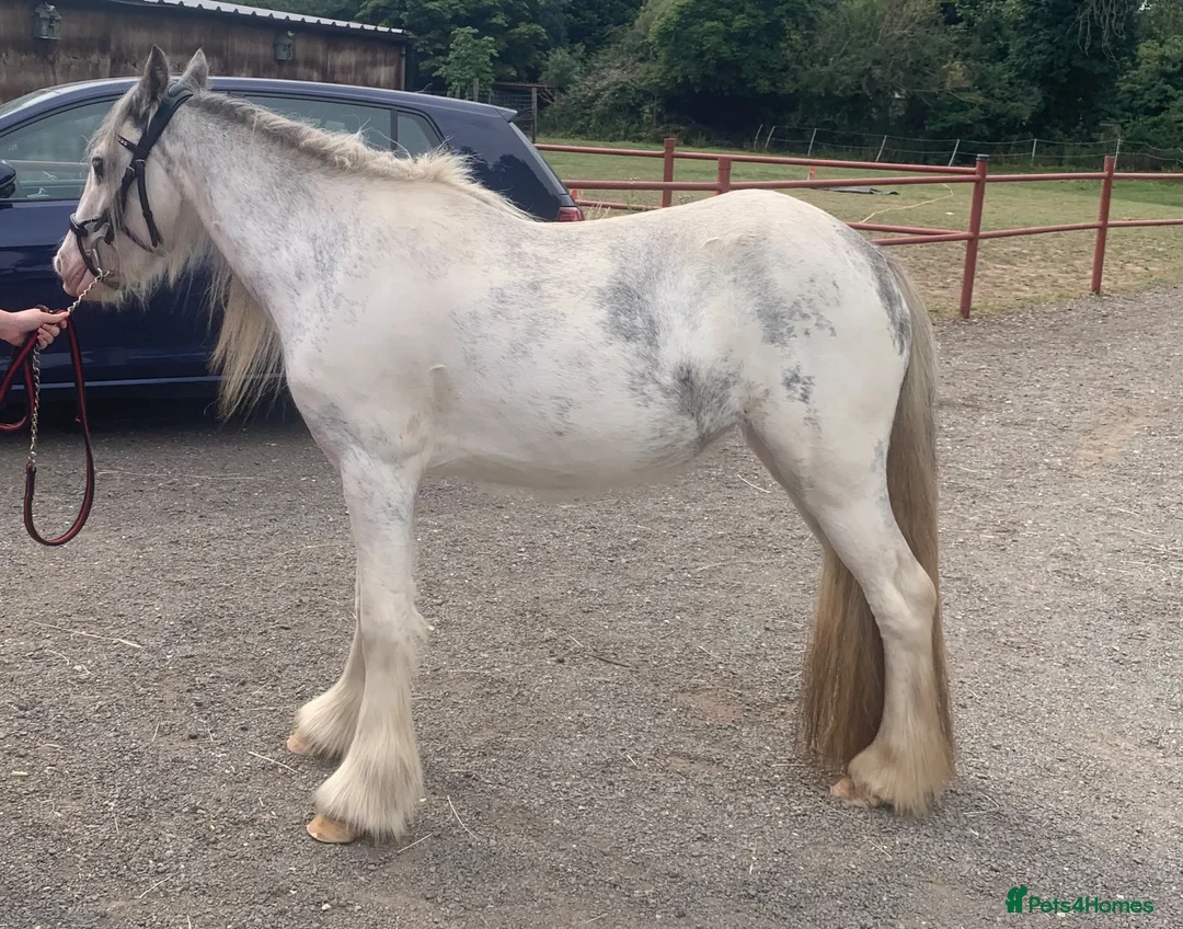 Irish Cob horses for sale: Blue and white Blagdon Filly - Advert 1