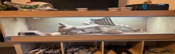 Bearded Dragon reptiles for sale: Bearded Dragon for Sale - Advert 6