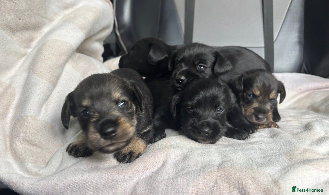 Mixed Breed dogs for sale: SCHNOXIES (MINI DAXI CROSS MINI SCHNAUZER) - Image 5