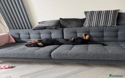 Rottweiler dogs for sale: Rehoming our sweet and playful puppy, Freyja - Image 2