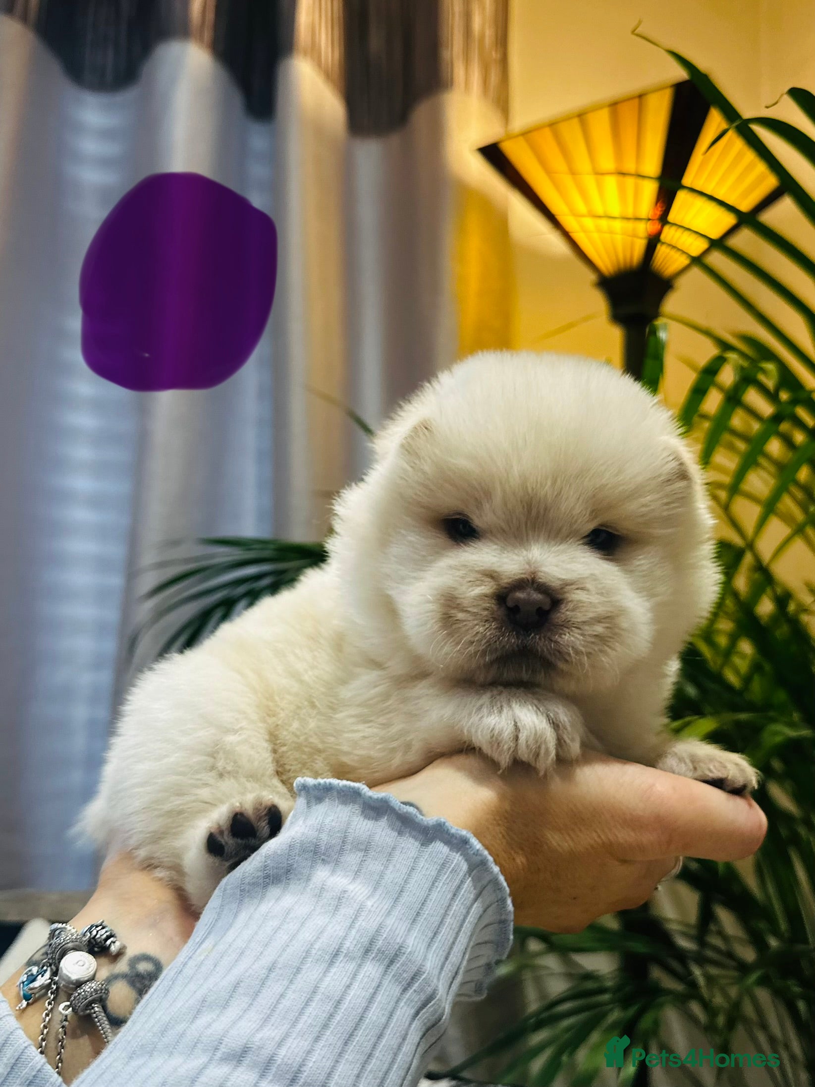 Chow Chow dogs Stunning Chow Chow puppies 🐶  - Advert 2