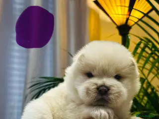 Chow Chow dogs Stunning Chow Chow puppies 🐶 - Advert 2