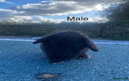 Mini Lop rabbits for sale: Mini lops - Image 3