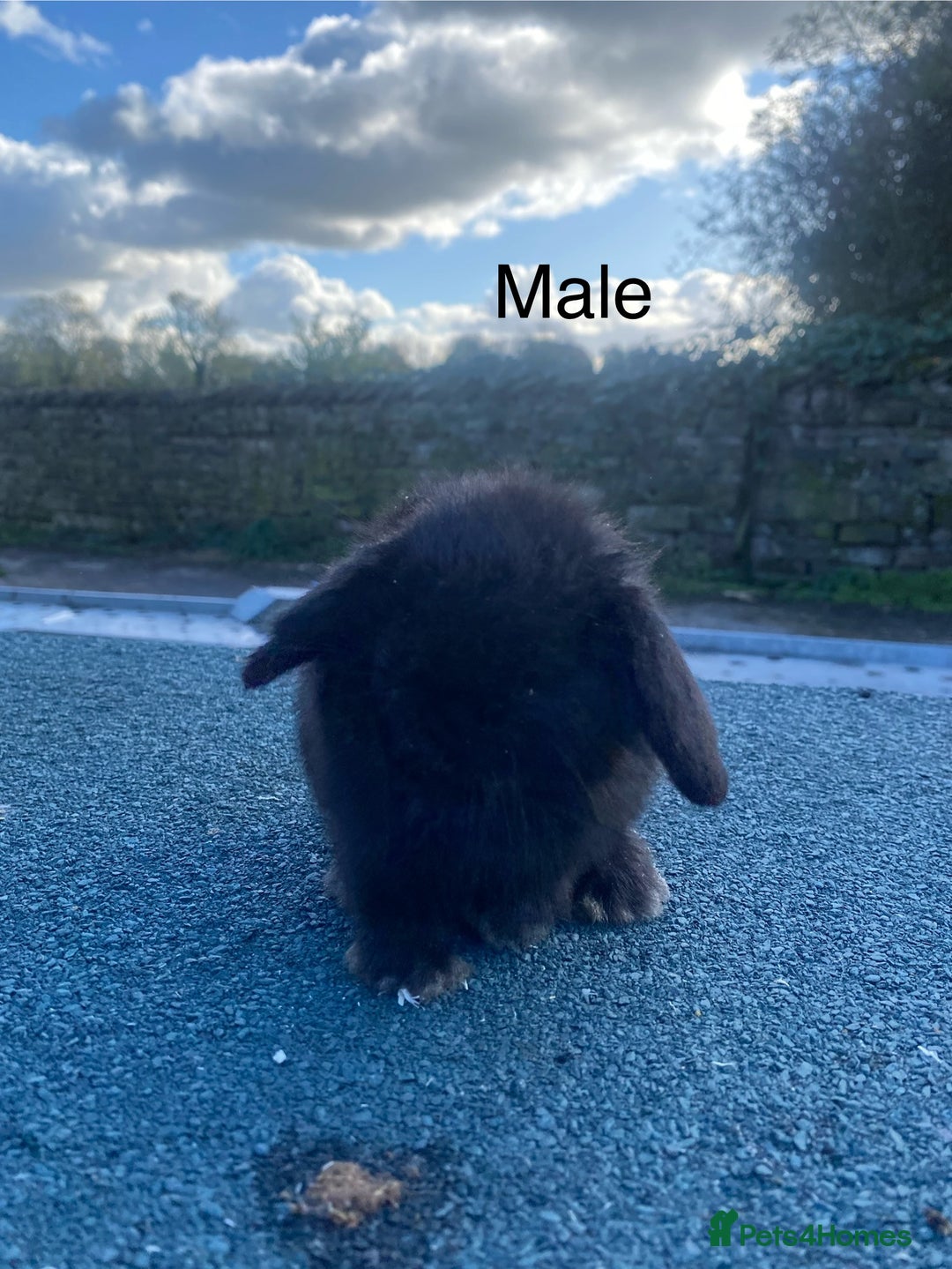 Mini Lop rabbits for sale: Mini lops - Image 3