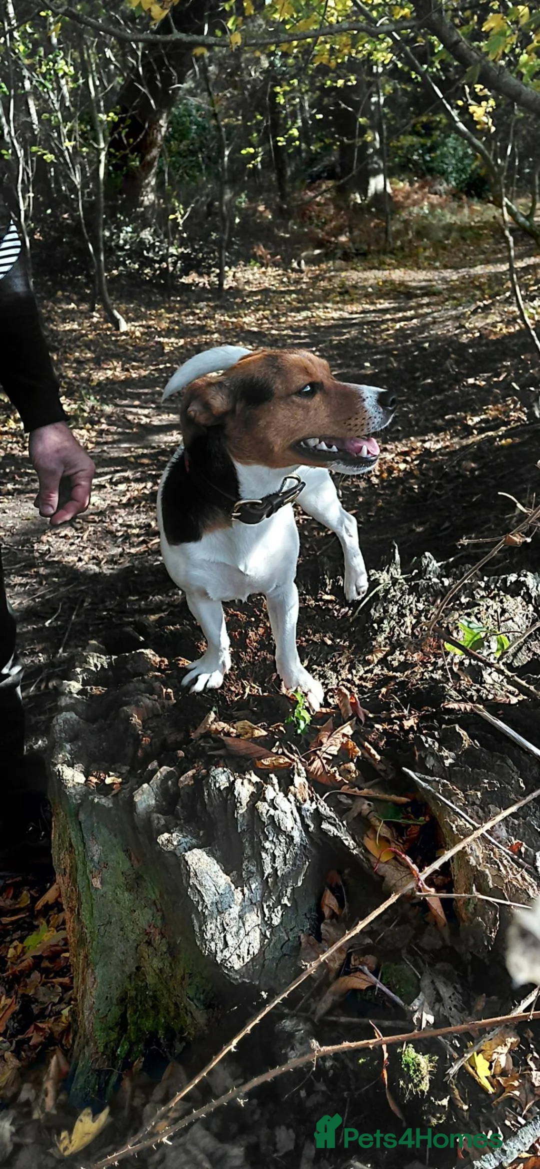 Jack Russell dogs for sale: Jack Russell puppies  - Advert 2