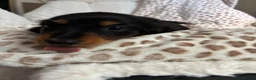 Miniature Dachshund dogs for sale: BLACK AND TAN MINIATURE DOXIES  in Wallsend - Advert 11