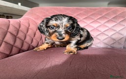 Miniature Dachshund dogs for sale: Beautiful litter of long haired mini dachshunds  - Image 15
