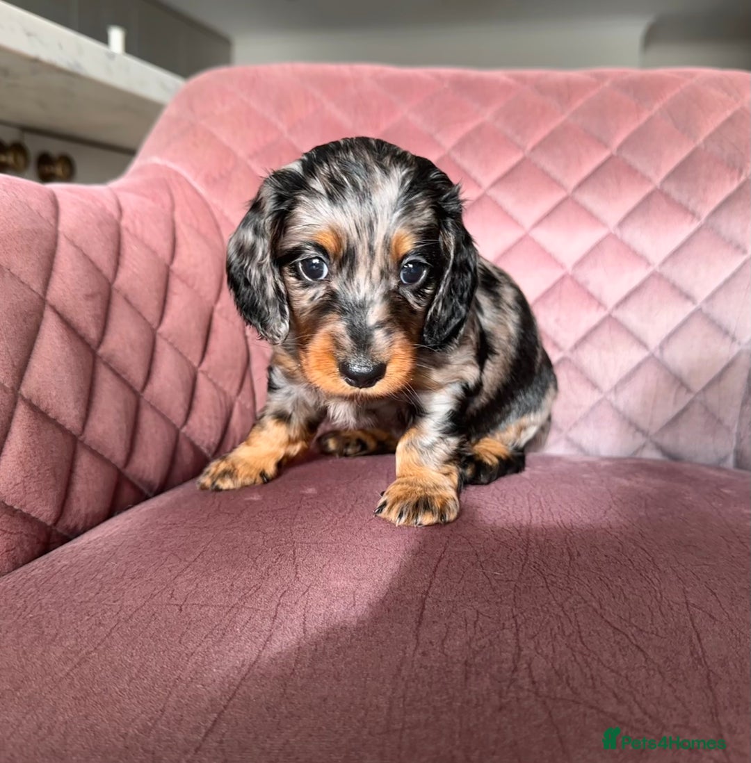 Miniature Dachshund dogs for sale: Beautiful litter of long haired mini dachshunds  - Image 15