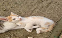 Domestic Shorthair cats for sale: Female kittens - Image 12