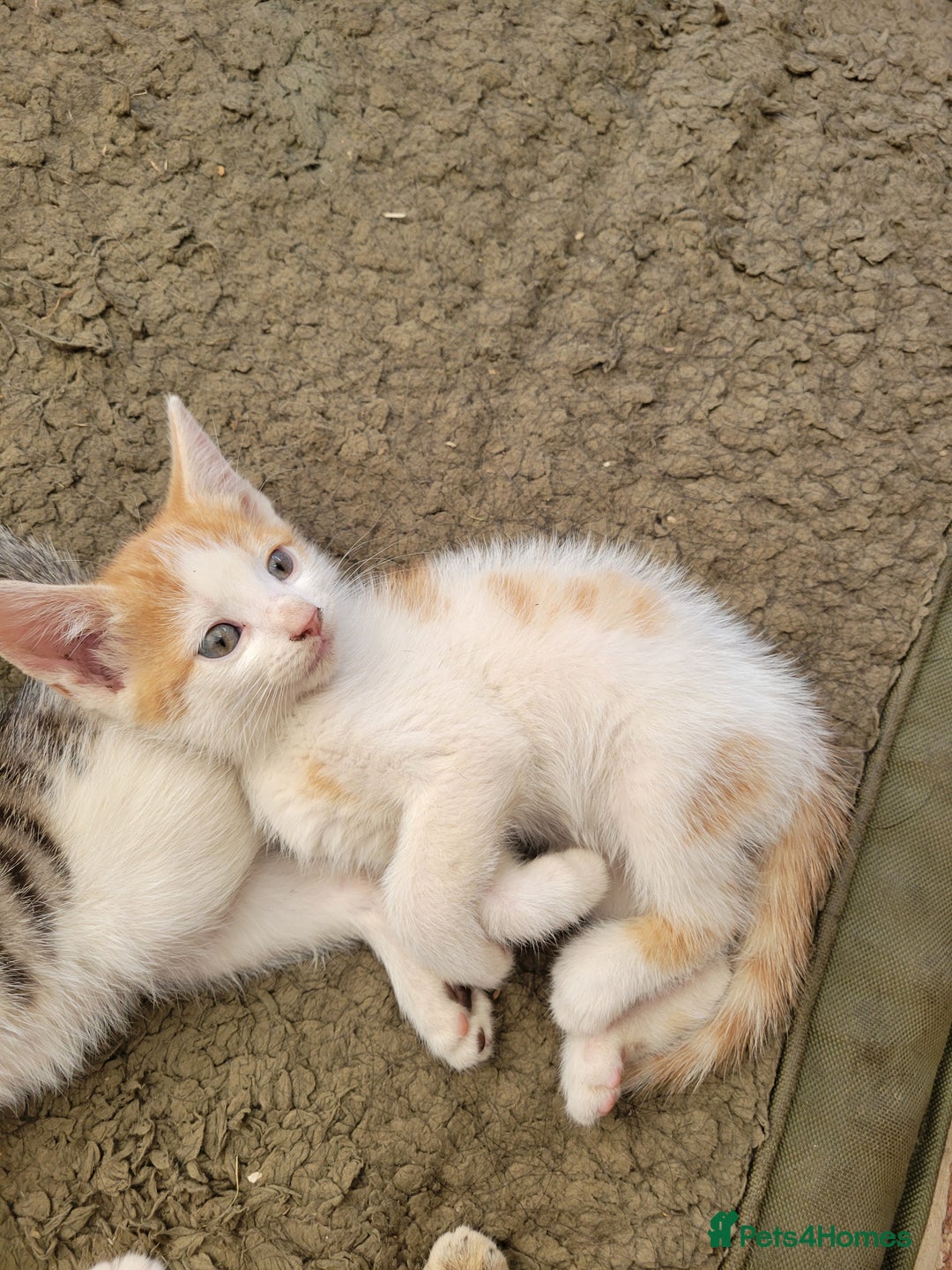 Domestic Shorthair cats for sale: Female kittens - Image 12