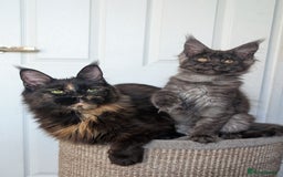 Maine Coon cats for sale: Maine coon kittens, Tica registered  - Image 7
