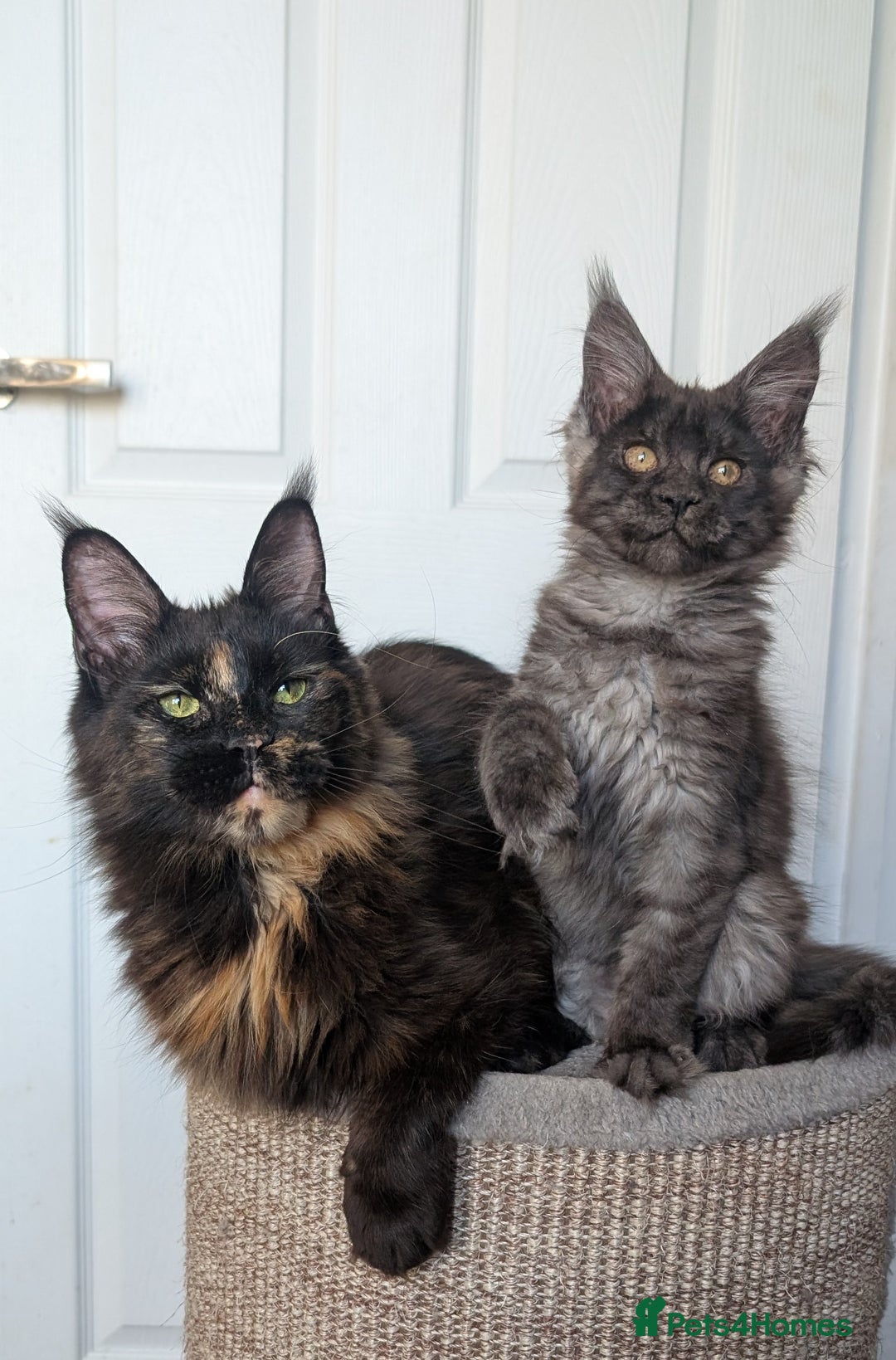 Maine Coon cats for sale: Maine coon kittens, Tica registered  - Image 7