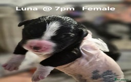 Border Collie dogs for sale: Border Collie pups - Image 5