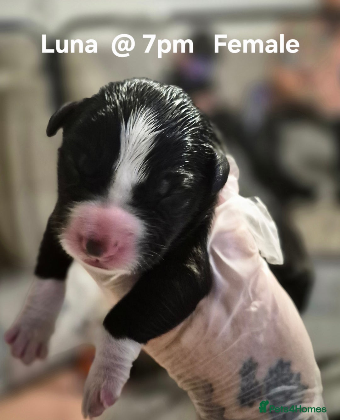 Border Collie dogs for sale: Border Collie pups - Image 5