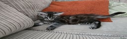 Maine Coon cats for sale: Adorable Maine Coon Boy looking for a Loving Home  - Advert 21