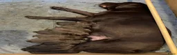 Labrador Retriever dogs for sale: Beautiful Chocolate Puppies are now ready to view. - Advert 9