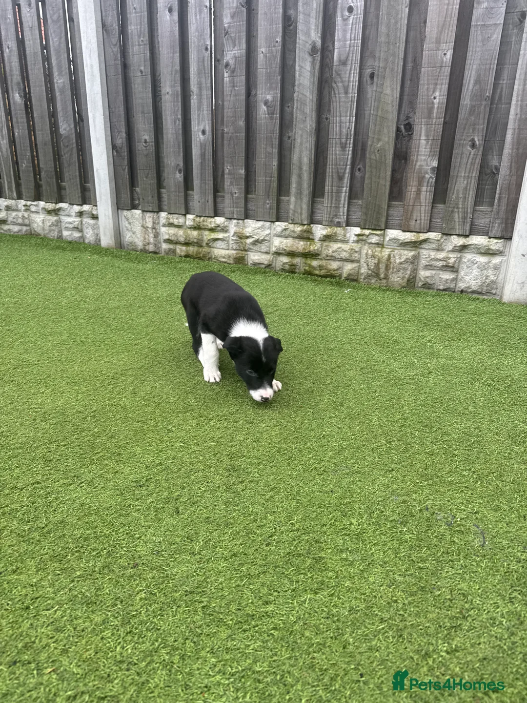 Border Collie dogs for sale: Beautiful border collie pup  - Advert 3