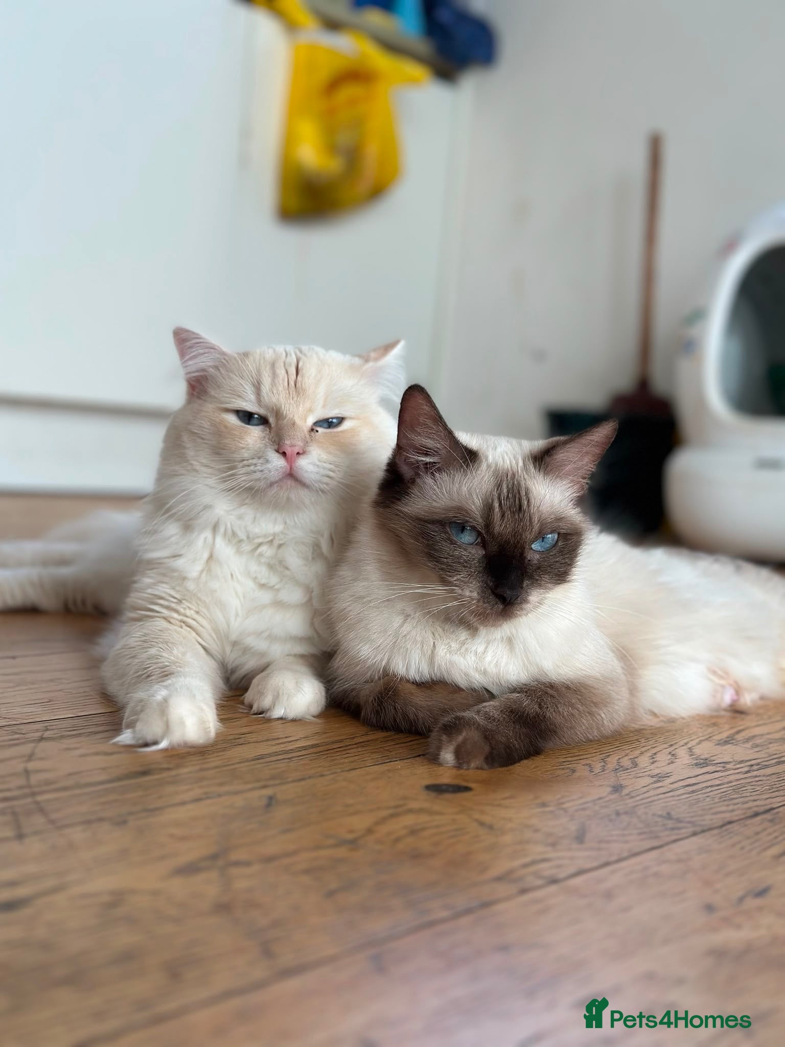 Ragdoll cats Ragdolls kittens - Advert 2
