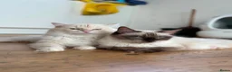 Ragdoll cats for sale: Ragdolls kittens - Advert 1