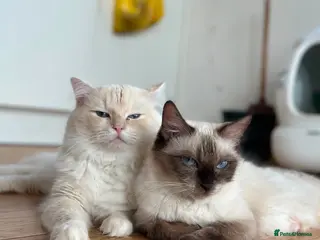 Ragdoll cats Ragdolls kittens - Advert 2