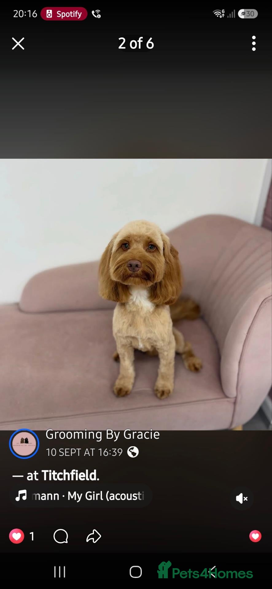 Cockapoo dogs Stud Cockapoo - Advert 11