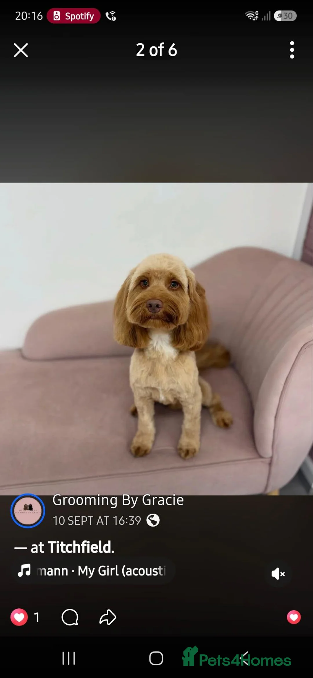 Cockapoo dogs for stud: Stud Cockapoo in Southampton - Advert 1