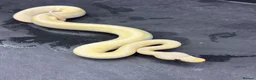 Python Snake reptiles for sale: Ball pythons  in Felixstowe - Advert 6