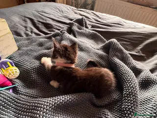 Mixed Breed cats 2 female BBSH x mixed kittens black white - Advert 1