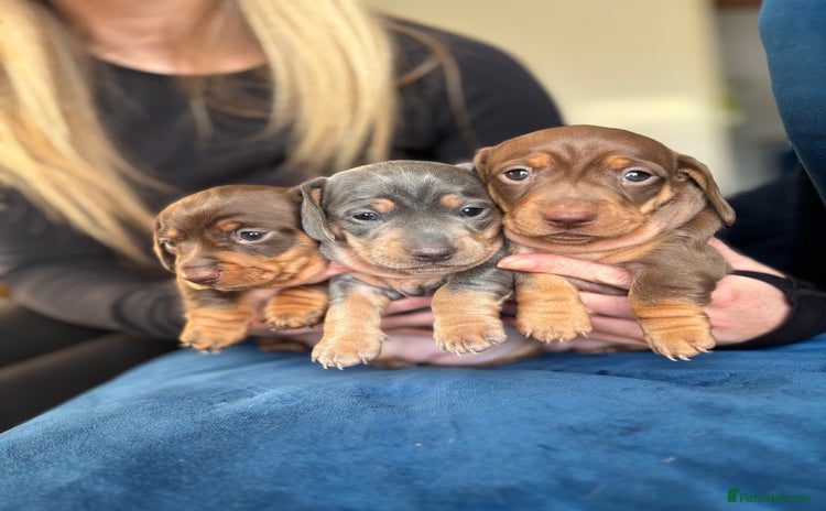 Miniature Dachshund dogs - Advert 6