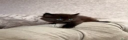 Mixed Breed cats for sale: 3 Gorgeous Kittens (2 Long Haired) - Advert 12