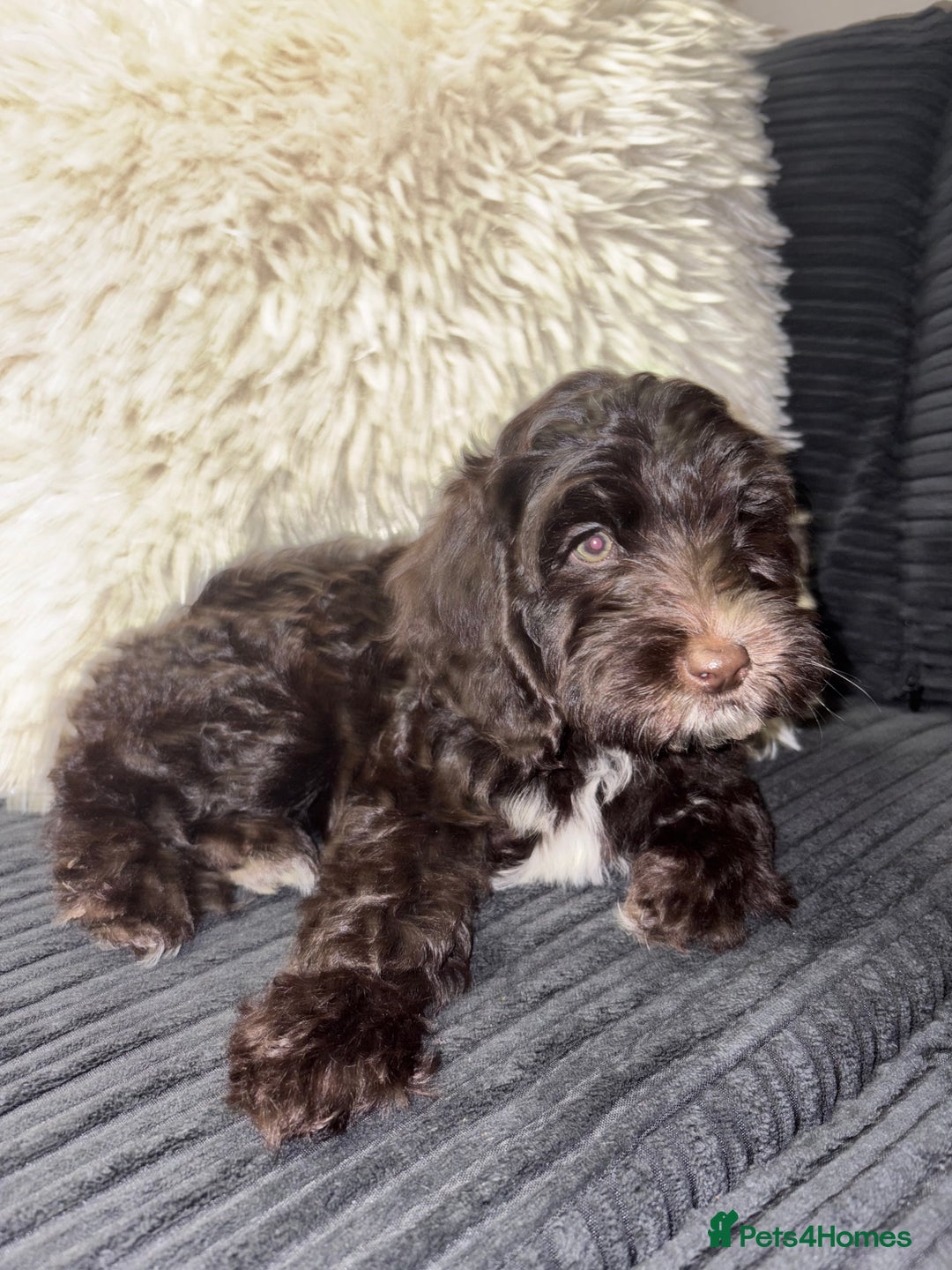 Cockapoo dogs for sale: 1 female cockapoo left from the litter  - Advert 4