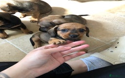 Mixed Breed dogs for sale: DACHSHUND PUPS READY TO GO  - Image 12