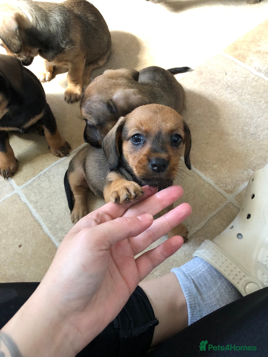 Mixed Breed dogs for sale: DACHSHUND PUPS READY TO GO  - Image 12