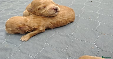 Maltipoo dogs - Advert 12