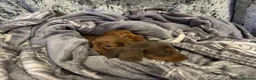 Miniature Dachshund dogs for sale: 3 Long hair mini dachshund puppies - Advert 4