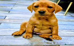 Labrador Retriever dogs for sale: Red Fox Labrador . Ready to Leave 😘 - Image 9