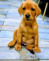 Labrador Retriever dogs - Advert 5